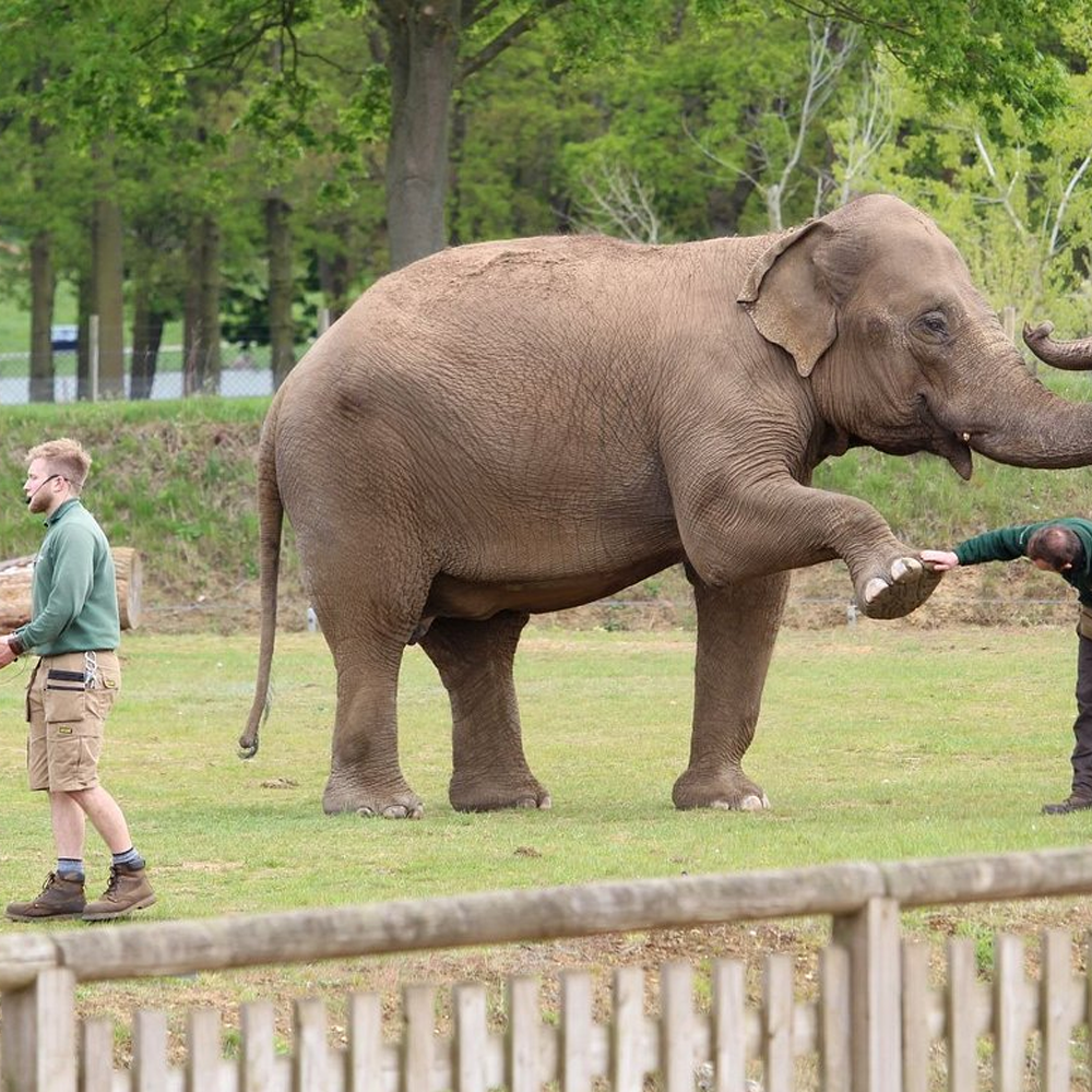 safari Explore Luton